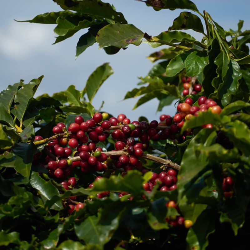 브라질 Sitio Lagoinha [Silva] Red Catuai Natural